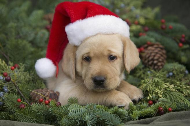 christmas-puppy-ron-dahlquist